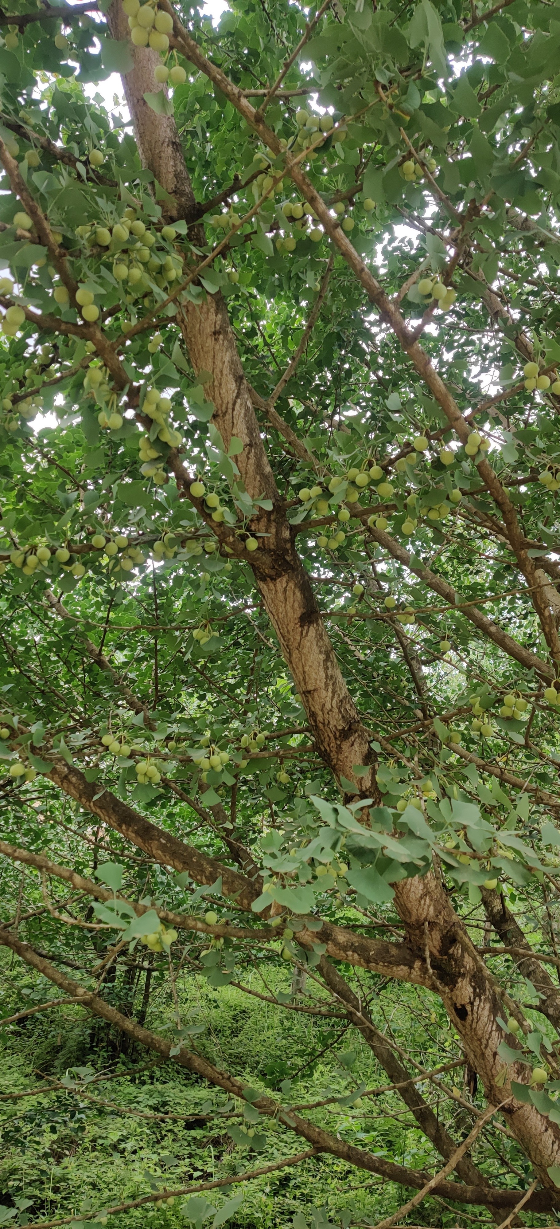 雲南騰沖 · 高黎貢小镇