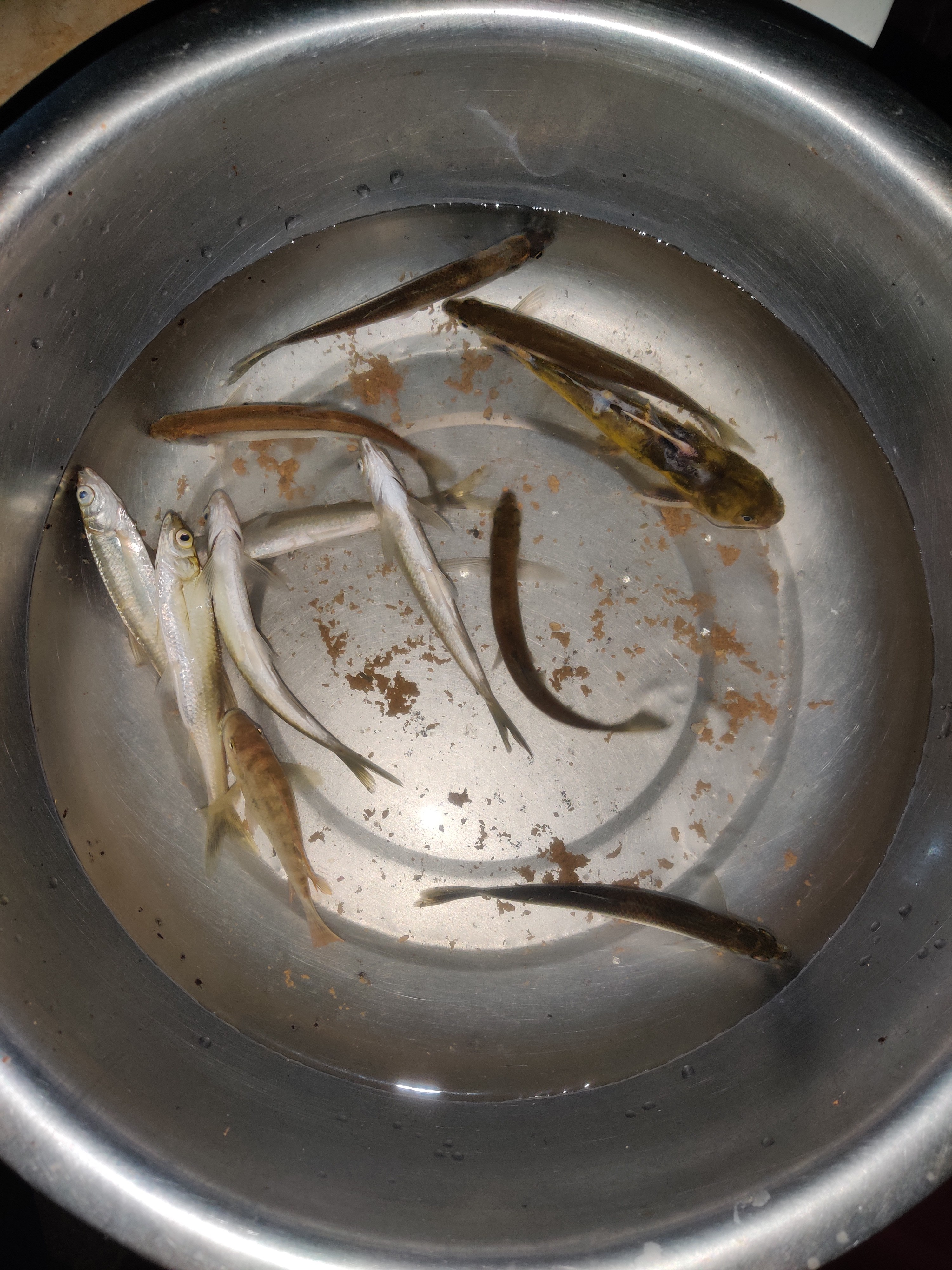 一下午的鱼获 一下午的鱼获