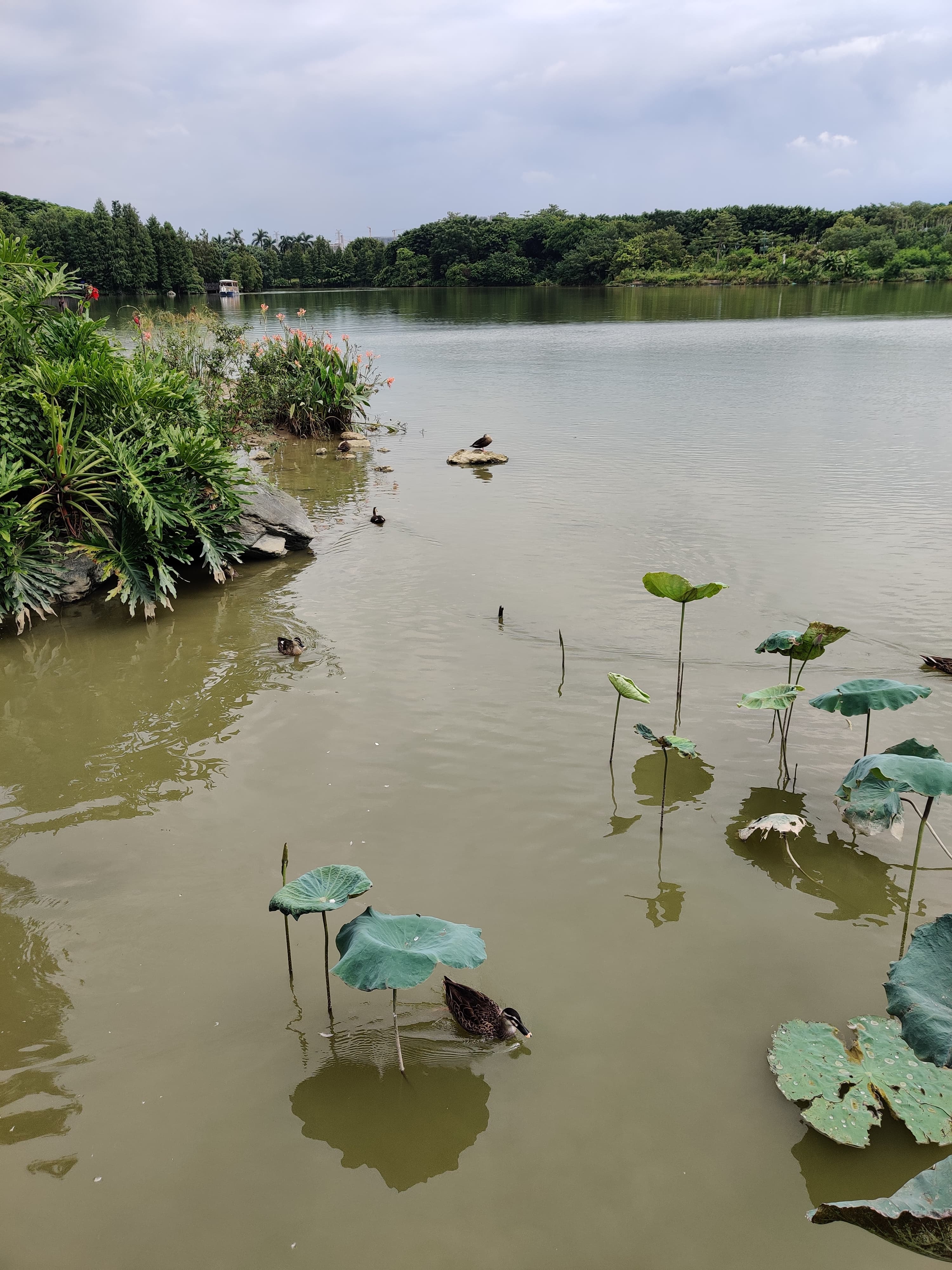 海珠湿地公园 (21).jpg 海珠湿地公园 (21).jpg
