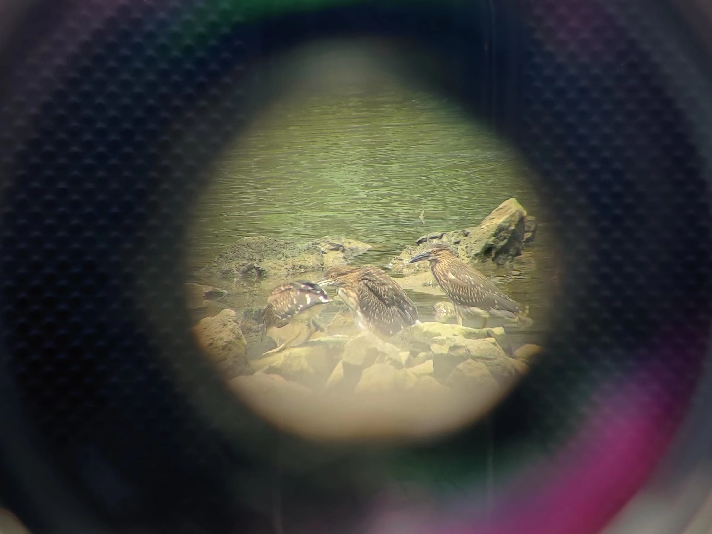 海珠湿地公园 (12).jpg 海珠湿地公园 (12).jpg