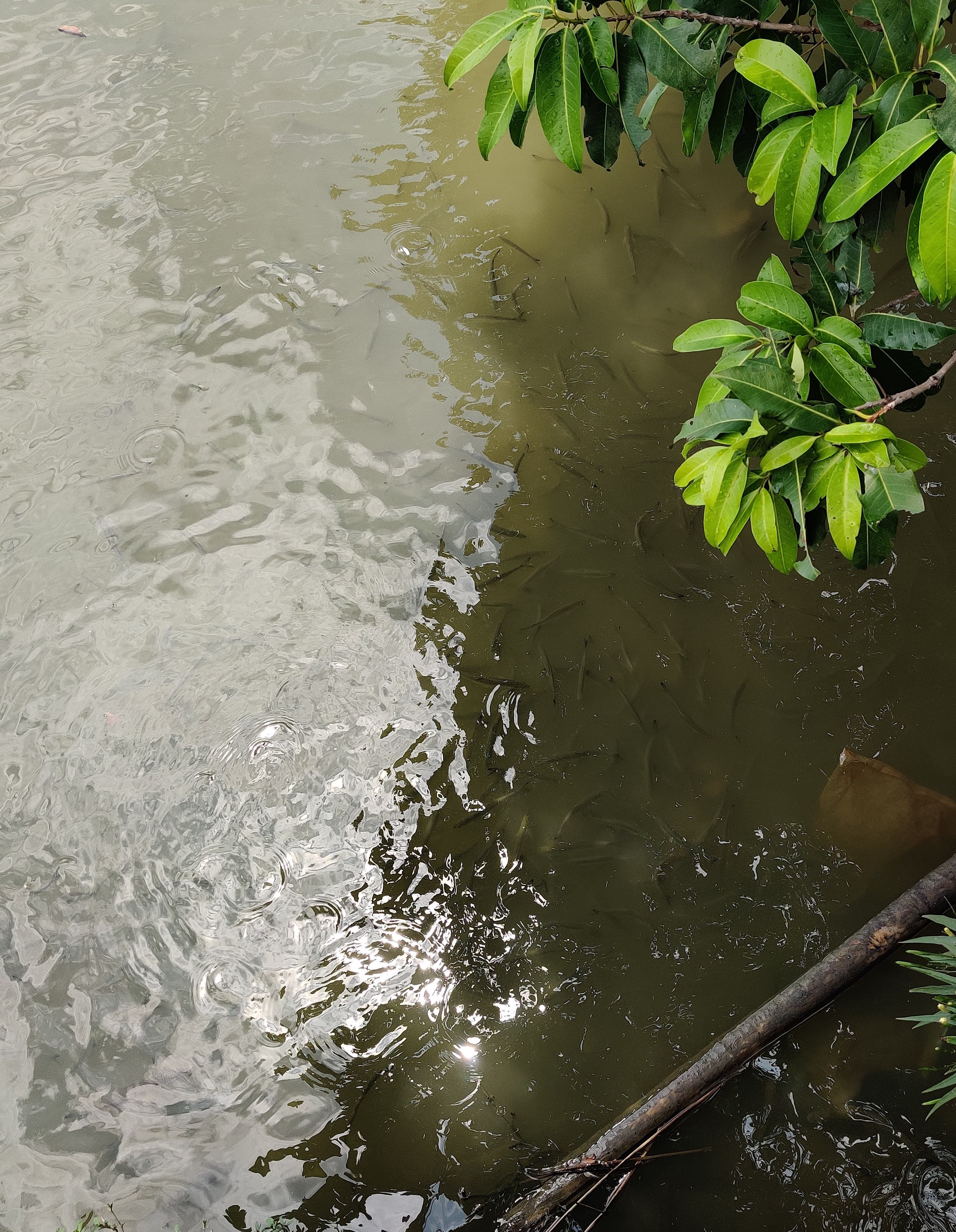 海珠湿地公园 (29).jpg 海珠湿地公园 (29).jpg