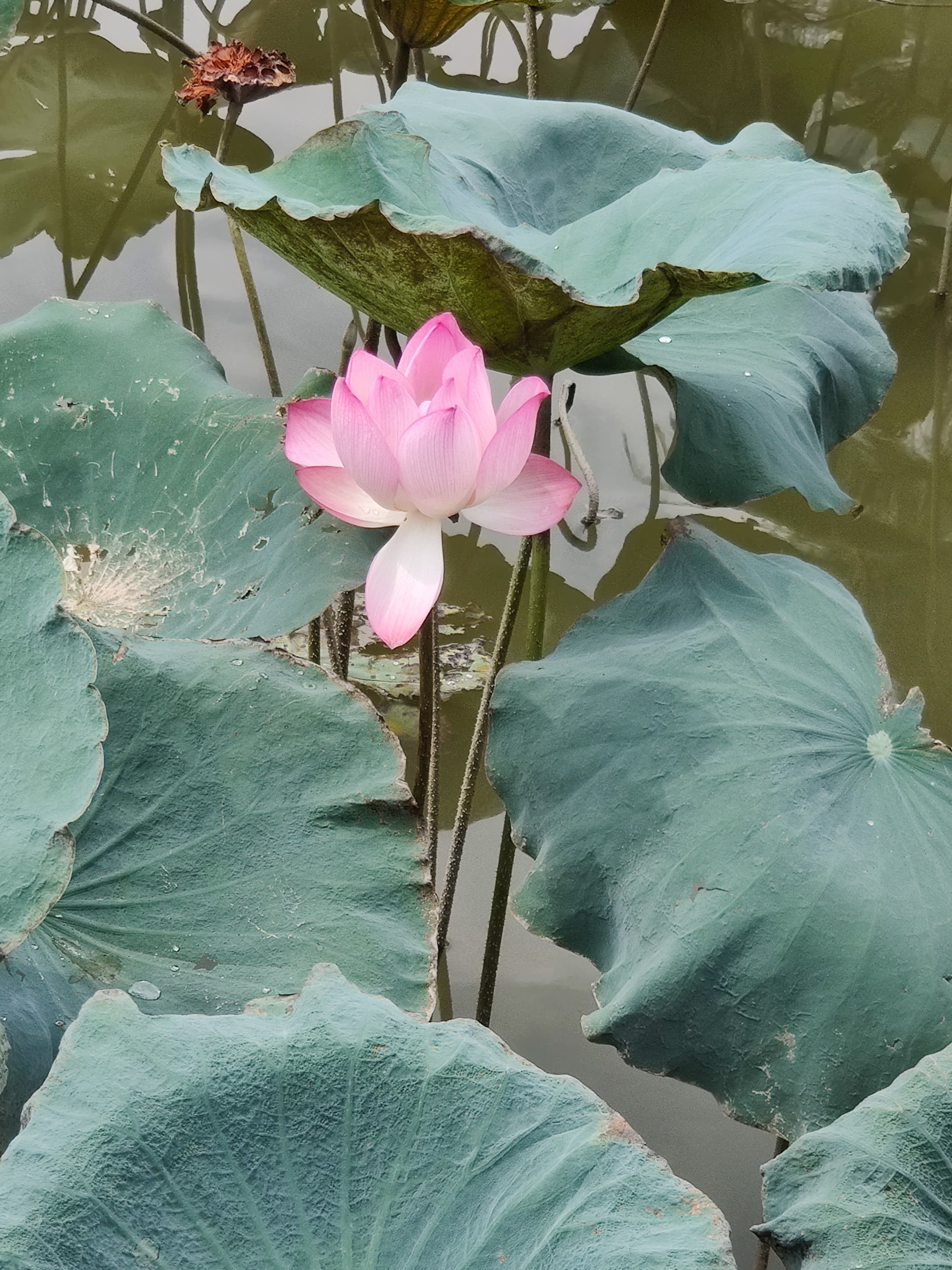 海珠湿地公园 (20).jpg 海珠湿地公园 (20).jpg