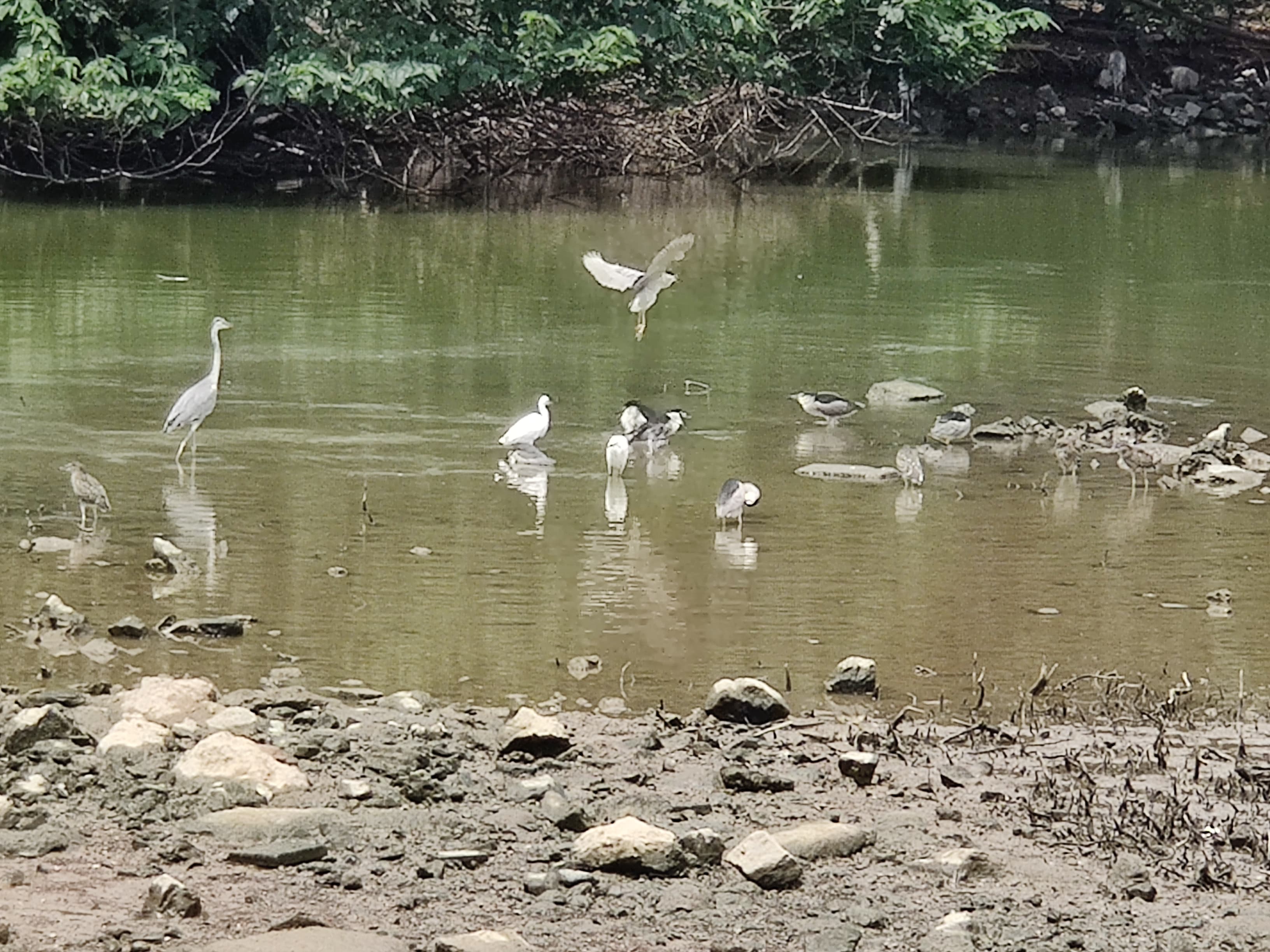 海珠湿地公园 (11).jpg 海珠湿地公园 (11).jpg